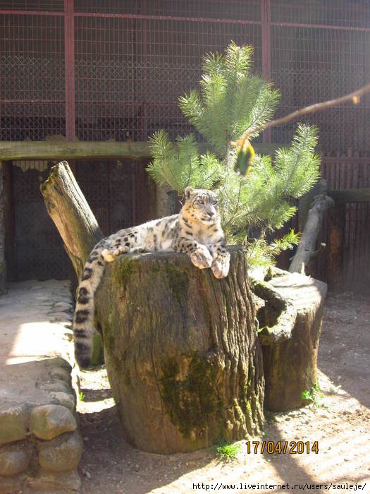 IMG_5386 (525x700, 219Kb)