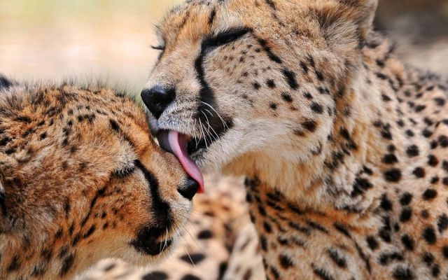 original (16) (640x400, 167Kb)