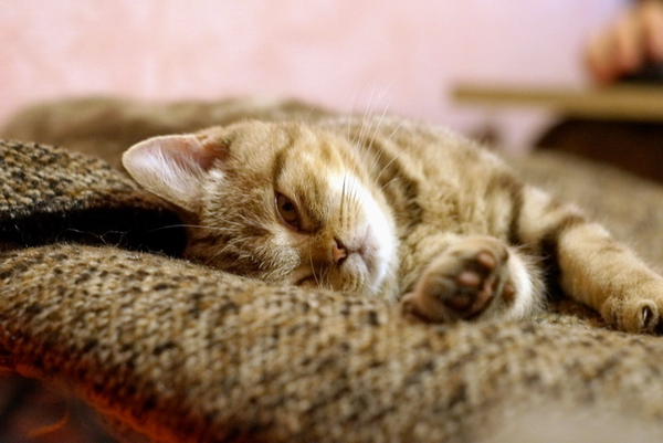 DSC06925_700x (600x401, 206Kb)