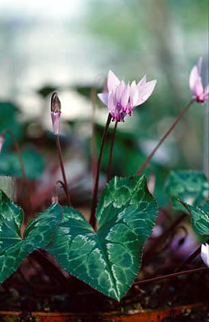 5628935_Cyclamen_africanum_ja (306x470, 26Kb)