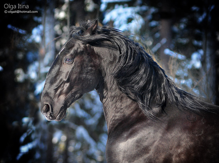 82575599_large_gothic_stallion_by_olga5d3a2qgh (700x524, 129Kb)