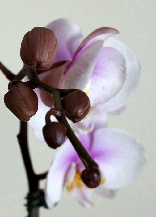 005_edited-3 (505x700, 268Kb)
