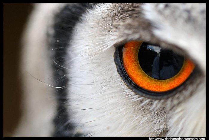 1294059305_owl-eye-close-up-macro (700x471, 52Kb)