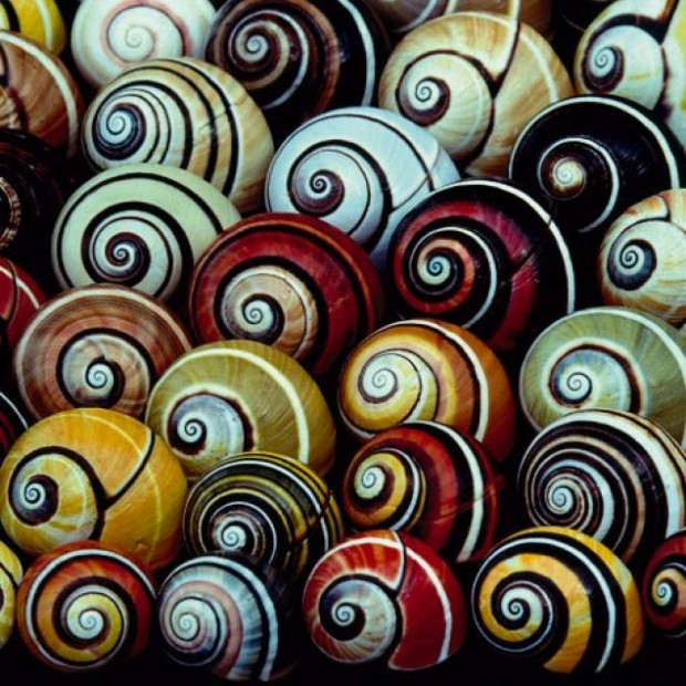 Polymita-picta-caracol-pintado-arcoiris-8-620x620 (620x620, 414Kb)