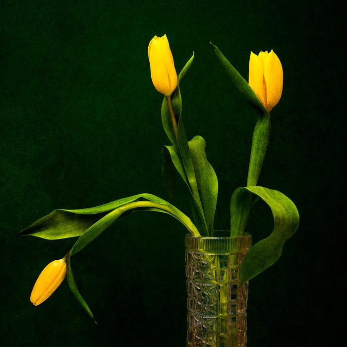 tulips-yellow-on-green-alexander-senin (700x700, 61Kb)