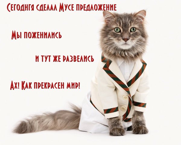 Посты с сайта lolkot.ru