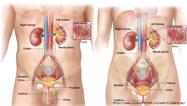 human-kidneys (650x370, 165Kb)