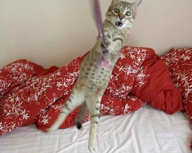 cat7 (612x489, 63Kb)