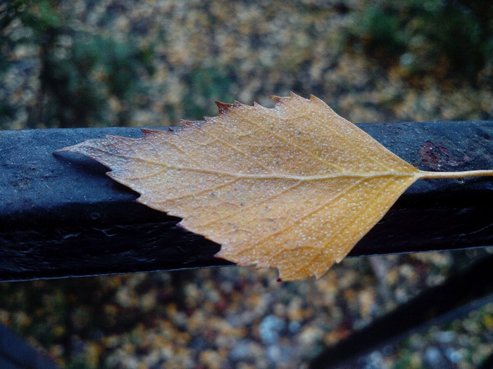 4052195_IMG_20151114_161042 (700x525, 307Kb)
