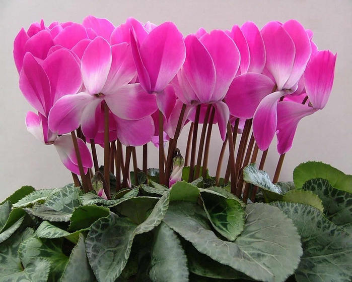 cyclamen_04 (700x559, 69Kb)