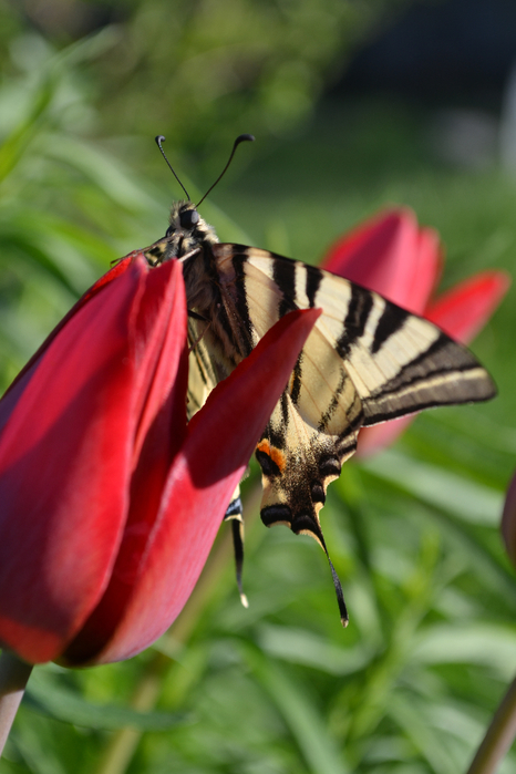 Бабочка на тюльпане (466x700, 312Kb)