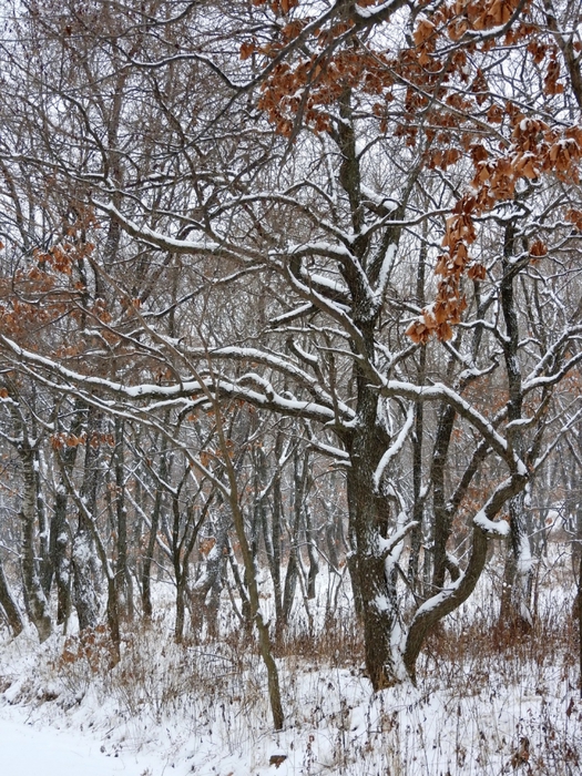 5559494_DSCN1620 (525x700, 398Kb)