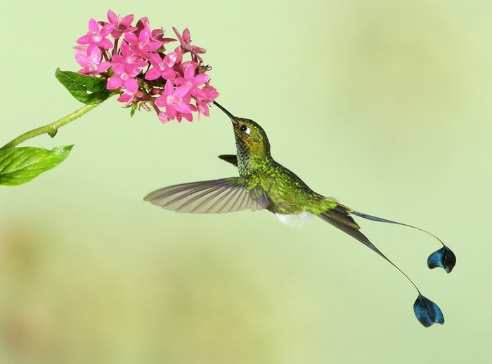 Colibri_31 (700x518, 166Kb)