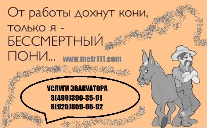 Бессмертный пони картинка шуточная