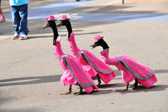 10-Утиный показ мод на Королевском пасхальном фестивале в Сиднее (700x464, 357Kb)