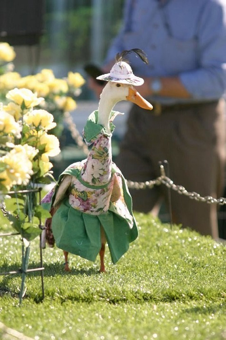 14-Наряженная утка на необычном показе мод в Сиднее (464x700, 327Kb)