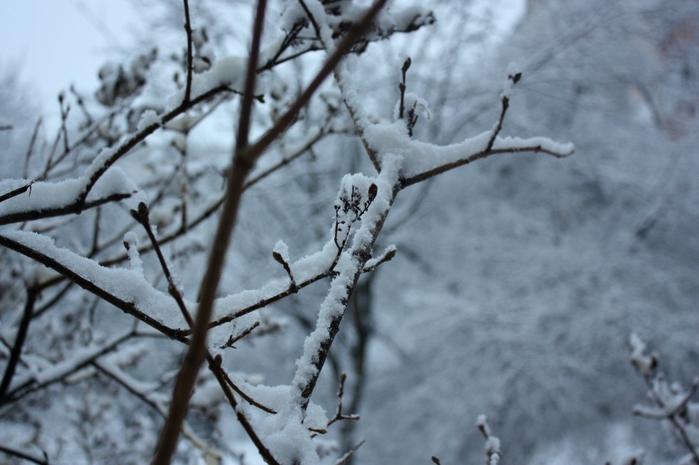 4052195_IMG_4176 (700x465, 218Kb)