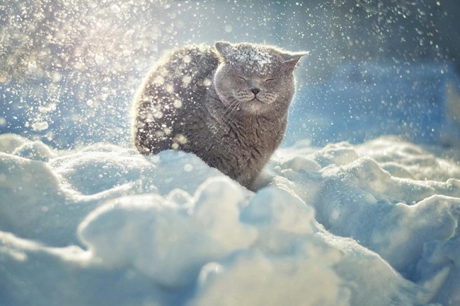 3252455-R3L8T8D-650-animals-in-winter-18 (650x433, 109Kb)