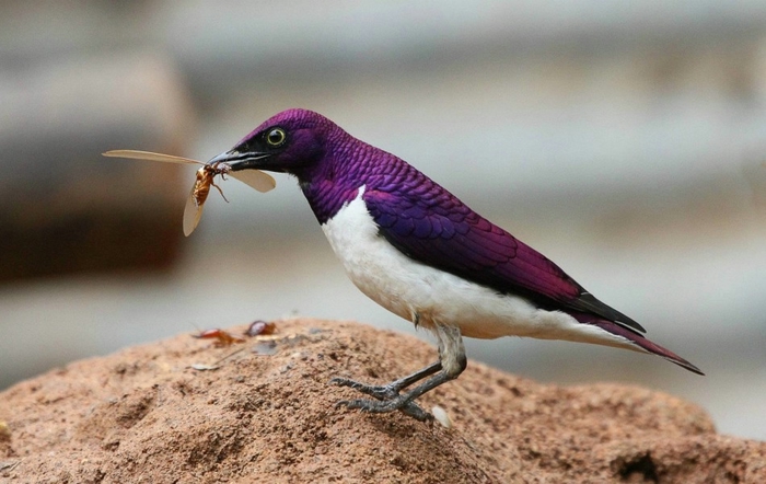 Violet-backed-Starling-chris-kroga-950x600 (700x442, 210Kb)