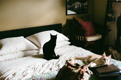 3734746_tumblr_md2kcx3BNk1rcmip0o1_500 (500x332, 103Kb)