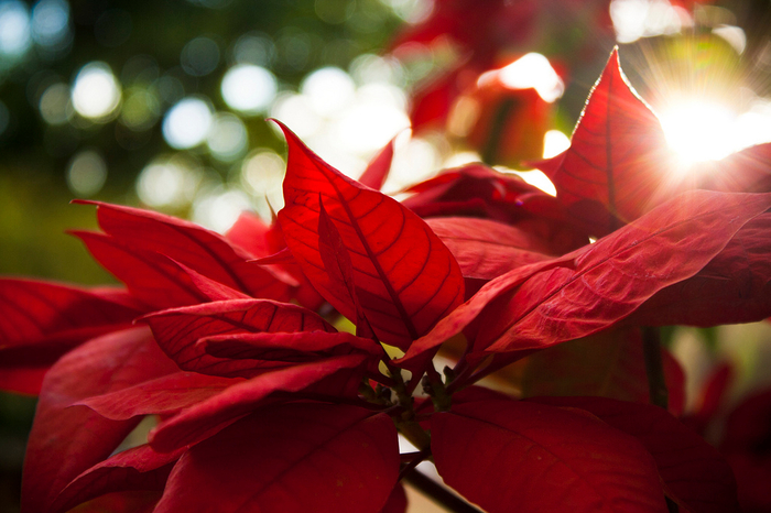 1 Poinsettia (700x466, 369Kb)