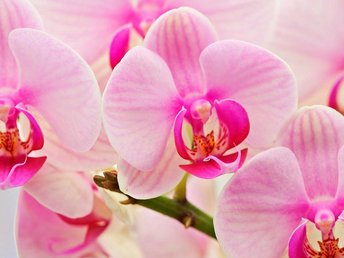 Orchids_05 (700x525, 378Kb)