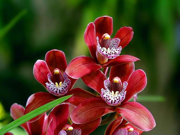 Orchids_11 (700x525, 352Kb)