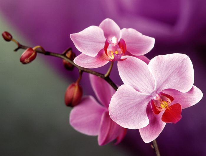 Orchids_04 (700x530, 356Kb)