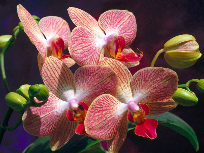 Orchids_12 (700x525, 459Kb)