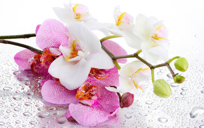 Orchids_14 (700x437, 383Kb)