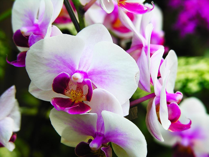 flowers-pictures-orchid-564-14 (700x525, 345Kb)