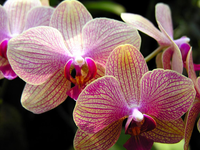 flowers-pictures-orchid-564-30 (700x525, 419Kb)