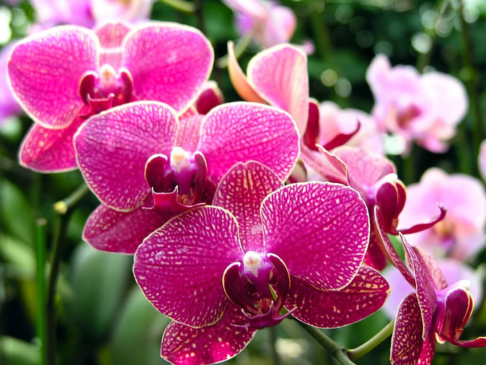 flowers-pictures-orchid-564-32 (700x525, 448Kb)