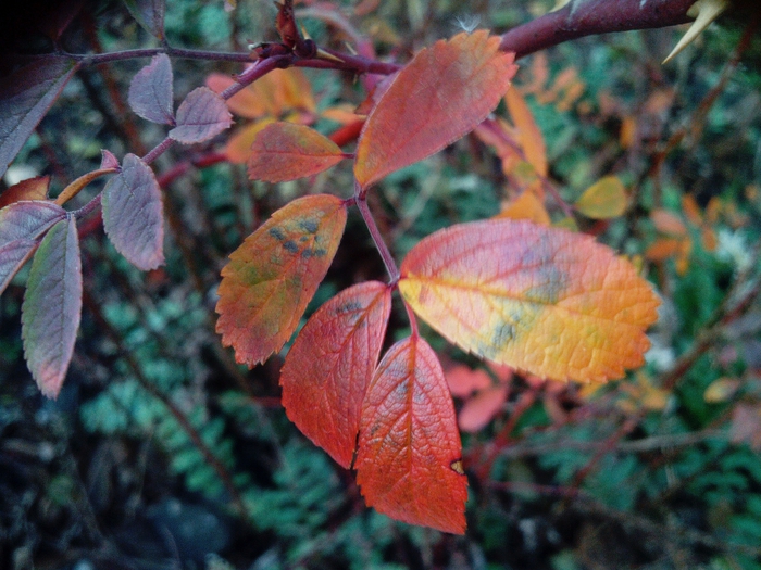 4052195_IMG_20151117_124216_2_ (700x525, 303Kb)