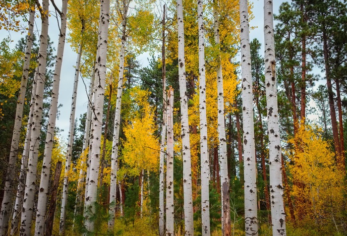 2627134_USA_Forests_Autumn_Aspen_453984_1_ (700x476, 225Kb)