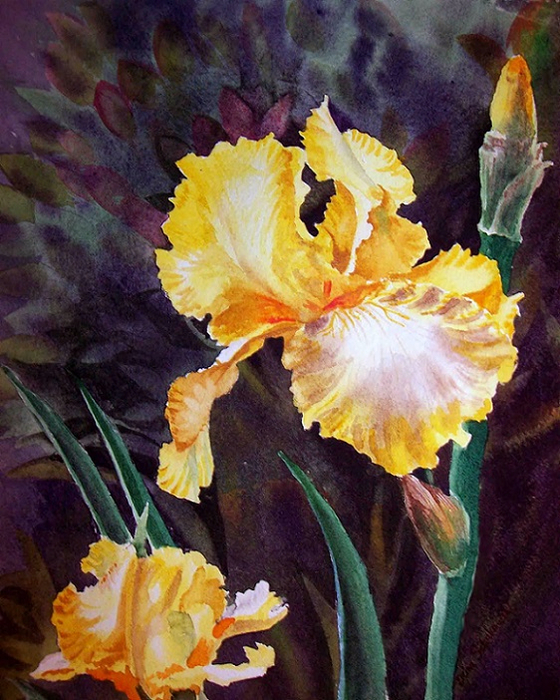 Yellow_Iris_1 (560x700, 478Kb)