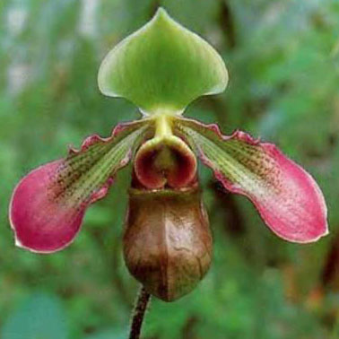 орхидея (378x378, 28Kb)