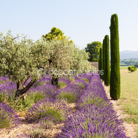 depositphotos_69353821-Lavander-field (450x450, 300Kb)