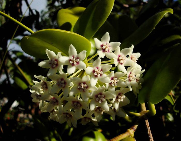 Hoya_australis_tonga (700x544, 57Kb)