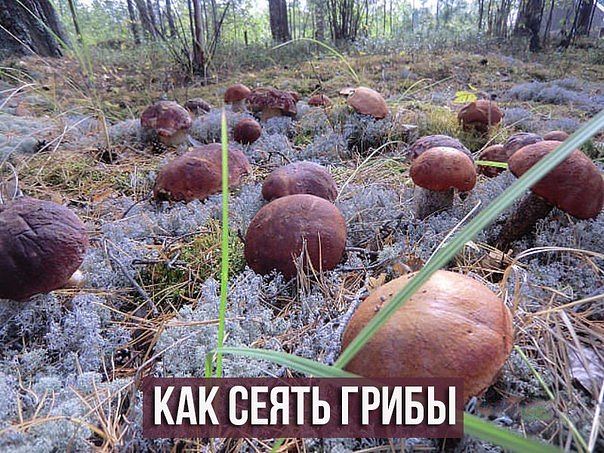 3443454_image (604x453, 122Kb)