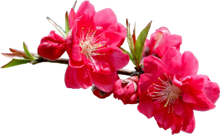 5230261_kr_c (700x431, 287Kb)