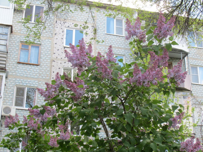 IMG_0815 (700x525, 182Kb)