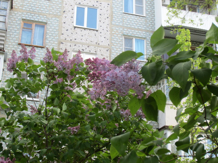 IMG_0816 (700x525, 150Kb)