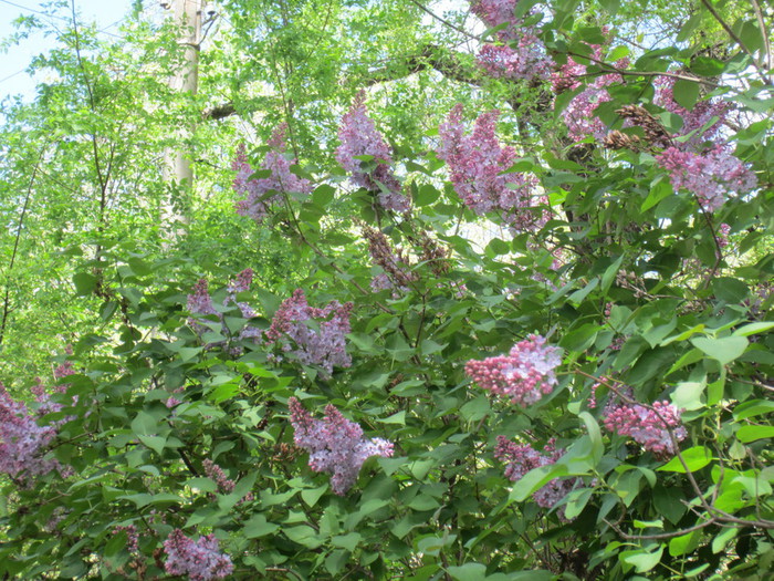 IMG_0819 (700x525, 201Kb)