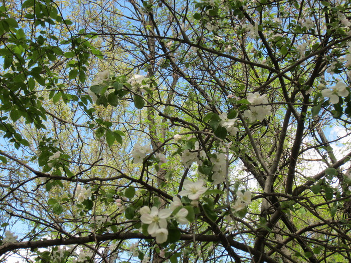 IMG_0827 (700x525, 237Kb)