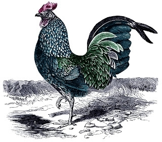 free vintage digital stamp rooster (320x281, 85Kb)