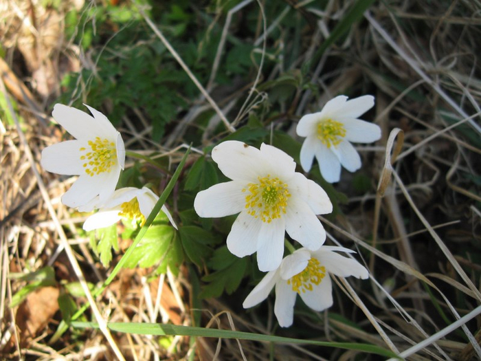 oo spring 032 (700x525, 389Kb)