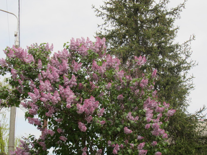 IMG_0908 (700x525, 162Kb)