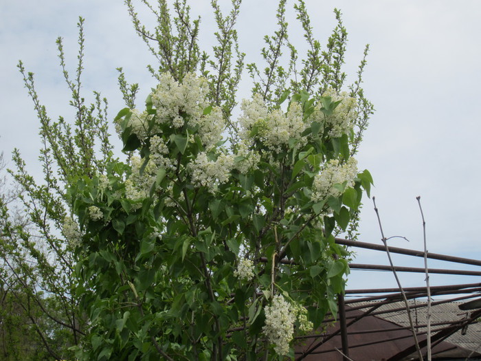 IMG_0919 (700x525, 135Kb)