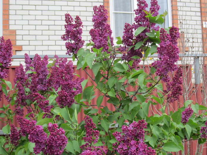 IMG_0961 (700x525, 179Kb)